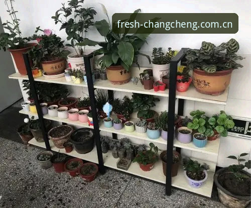 手机版长城体育平台下载全流程说明——从安装到数据同步的实用细节